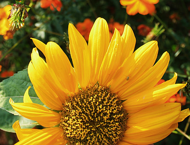 Słonecznik, kwiat, twarz, duży, żółty, płatki, światło