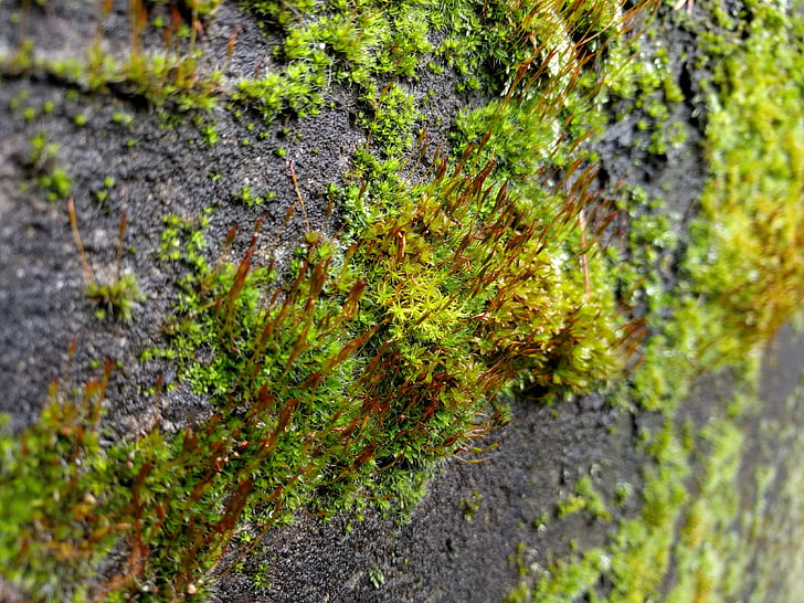Moss, groen, Rock, steen, natuur, bos, buitenshuis