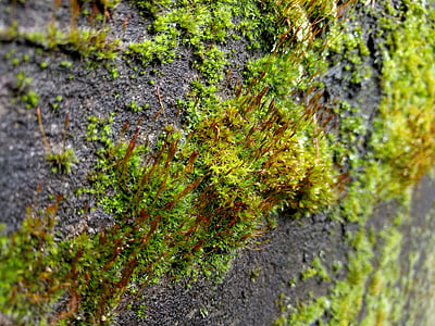 Moss, Zelená, Rock, kameň, Príroda, Forest, vonku