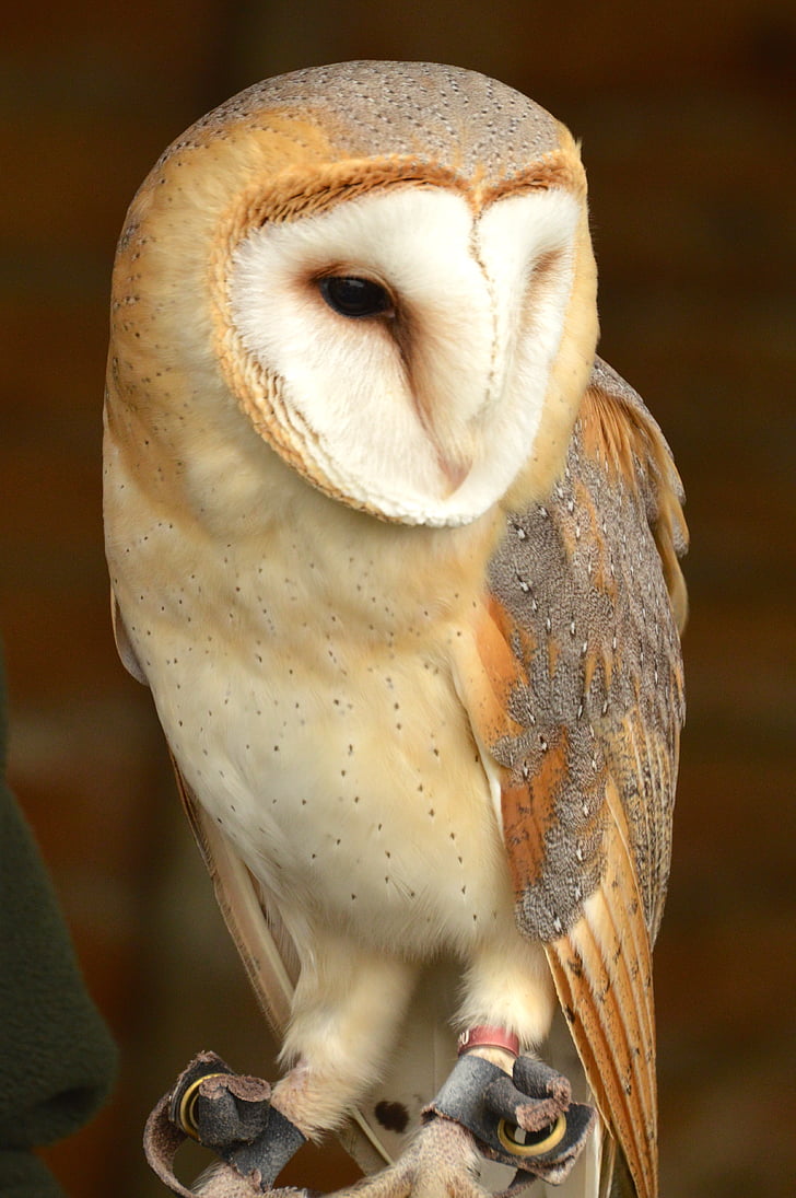 barn owl, bird, british, nature, animal, wildlife, beak