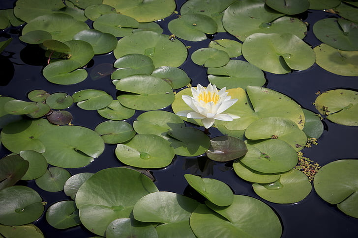 water lily, pond, summer, flower, aquatic, lake, bloom