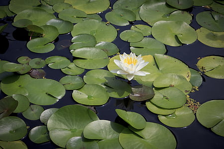 water lily, Ao, mùa hè, Hoa, thủy sản, Lake, nở hoa