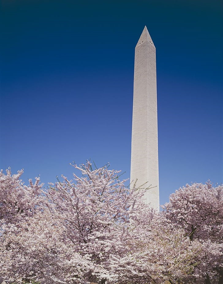 Monumento a Washington, Presidente, Memorial, histórico, cerezos, flores, primavera