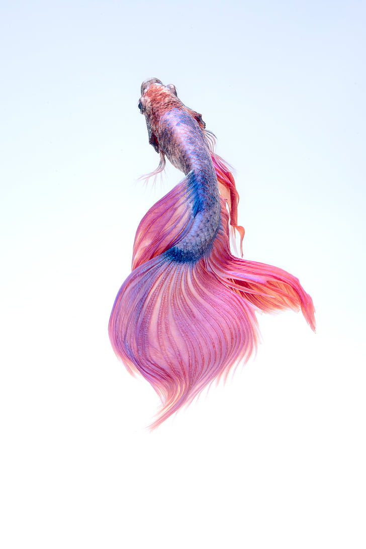 peix, sota l'aigua, vermell, Betta, Aquari, colors, un animal
