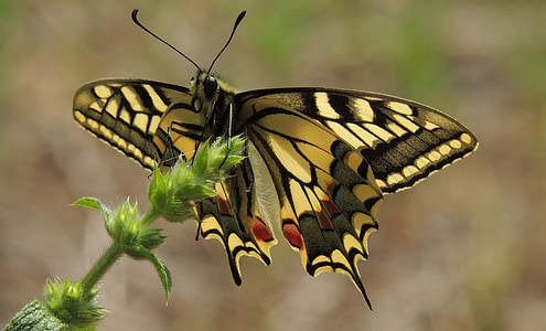 metulj, swallowtail, ali, insektov