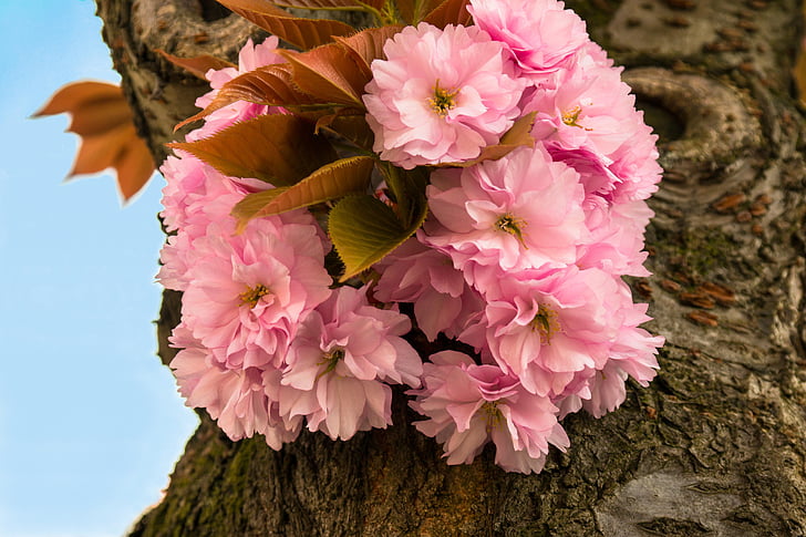 flor de cerejeira, cereja, cerejeira ornamental, Primavera, flores, flor, -de-rosa