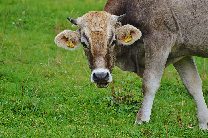 Корова, Allgäu, коровы, мило, жвачных животных, молочный скот, пастбище