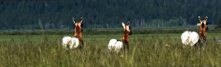 Jeloustouno nacionalinis parkas, Vajomingas, gyvūnai