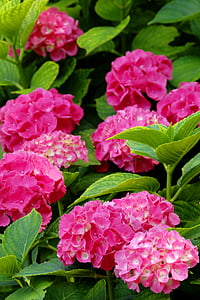 Hortenzija, rožinė, gėlių, natūralus, žydėti, sodas