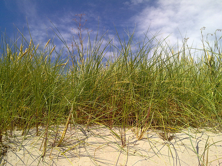 reedbed, Dune, Beach, Gotland, Sverige, sommer, natur