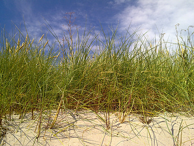 reedbed, Dune, platja, Gotland, Suècia, l'estiu, natura