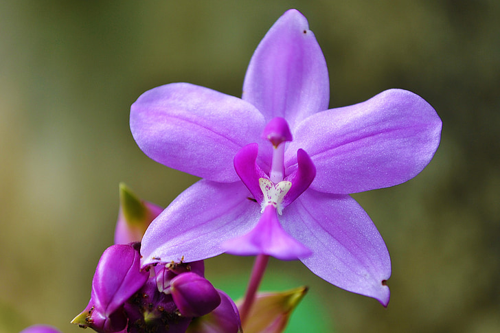 Anggrek, orchid ungu, Taman, Sri lanka, mawanella, Ceylon, alam