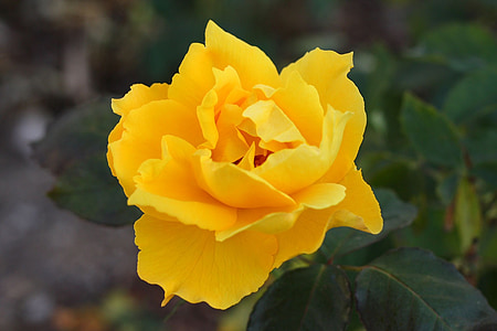 Роза, Блум, цвете, растителна, природата, жълто, венчелистче