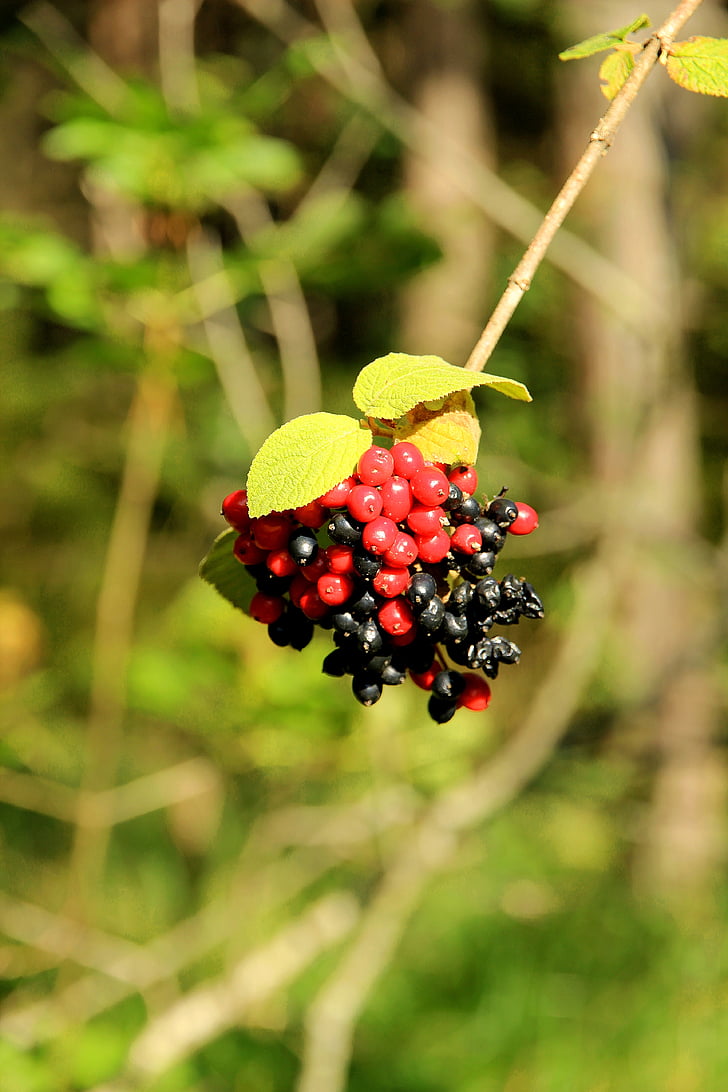 berries, rowanberries, red, bush, nature, mountain ash, fruits
