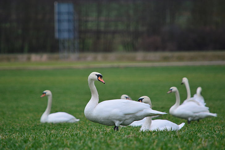 labute, biela, vták, Biela labuť, zviera, Swan, Príroda