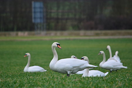 swans, white, bird, white swan, animal, swan, nature
