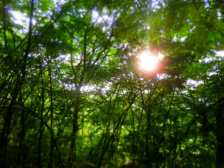 ağaçlar, güneş ışığı, Güneş, doğa, Orman, Yeşil, Sezon