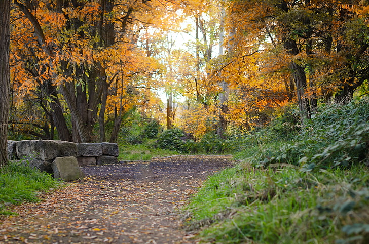 Idaho, Ruta de acceso, caída, otoño, naturaleza, hoja, árbol