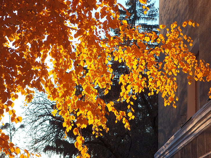 rudenį, lapai, rudens lapų, geltonų lapų, Gamta, geltona, Auksinis ruduo