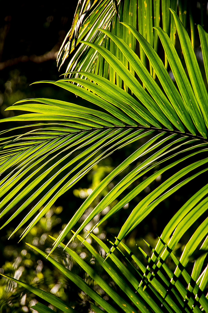 Palm, Bangalow palm, páfránylevél, esőerdő, erdő, Ausztrália, Queensland