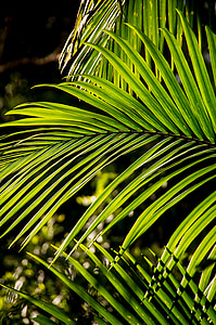Palm, Bangalow palm, ormbunksblad, regnskog, skogen, Australien, Queensland