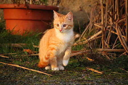 kočka, kotě, červená tygrovaná, Zámecká zahrada, Mladá kočka, kočičí miminko, kočka domácí