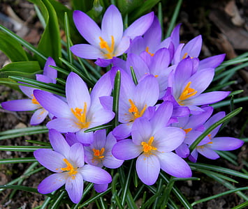 クロッカス, 紫, 美しい, 工場, 自然, 春の花, 花の球根