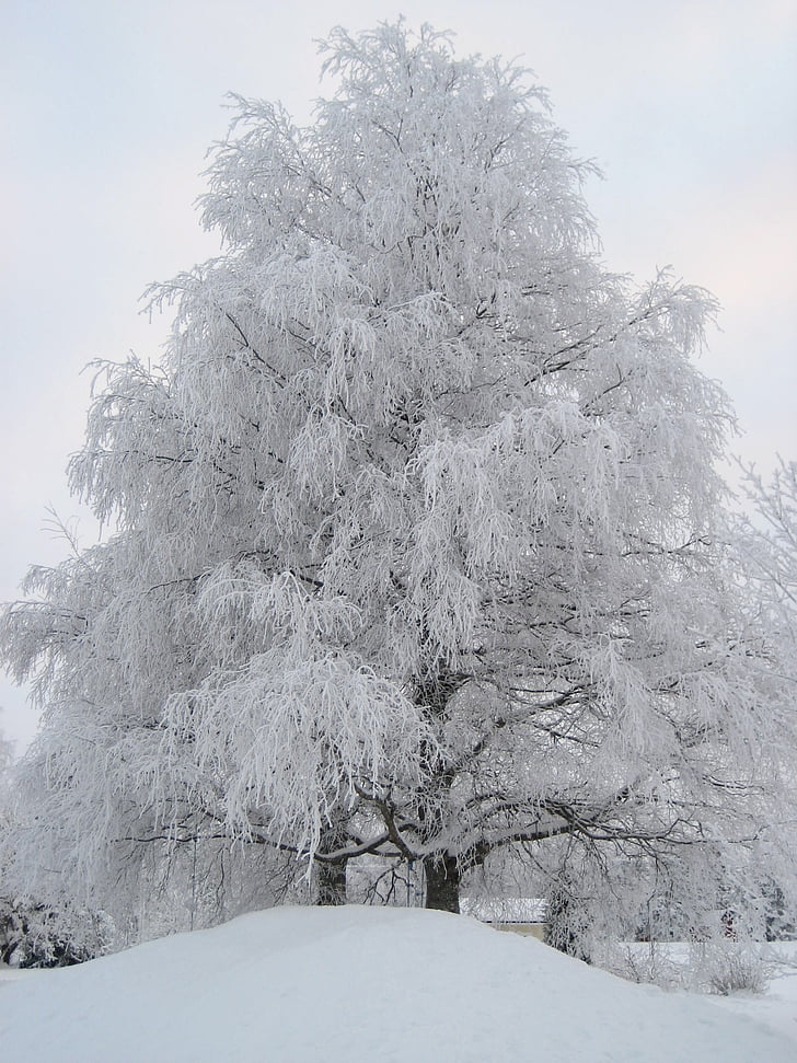 winter, finnish, snow, frost, branches, landscape, tree