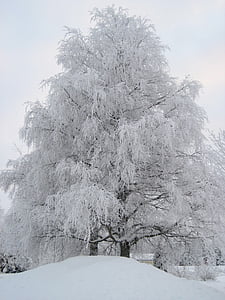 vinter, finsk, sne, Frost, grene, landskab, træ