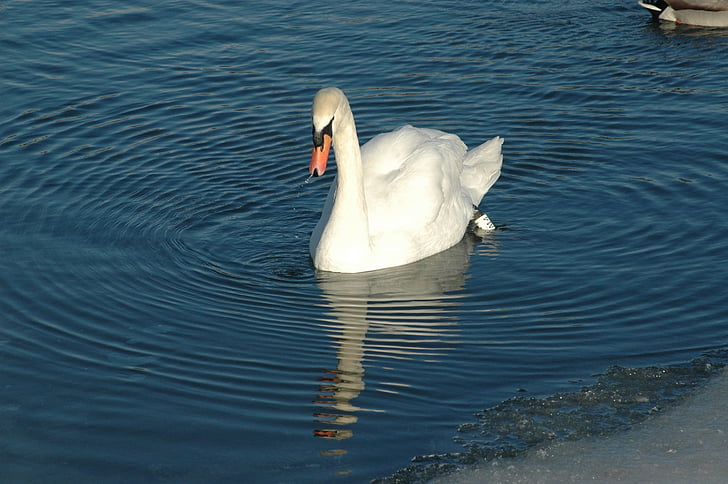 bird, swan, reflection, winter, river, water, nature