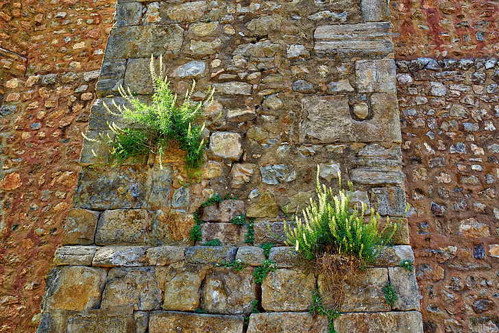 weed, plants, wall, natural, wild, stone Material, architecture