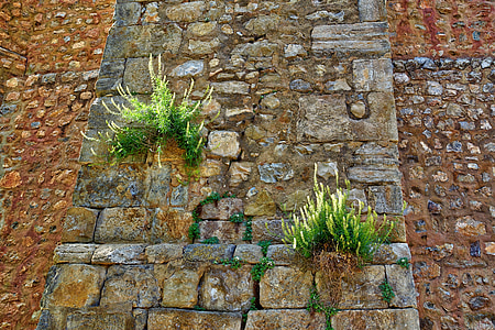 mauvaises herbes, plantes, mur, naturel, sauvage, matériel en pierre, architecture