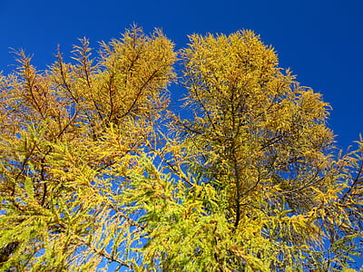 modrzew, drzewa, spadek koloru, drzewo iglaste, jesień