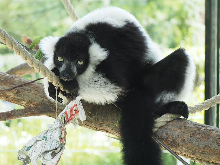lemure, тварини, чорний, білий, ледачий, зоопарк, зі змінним кутом