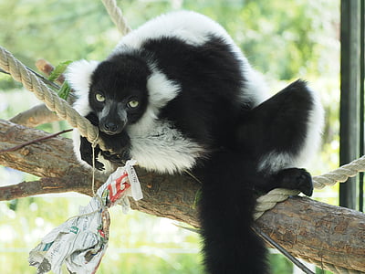 lemure, สัตว์, สีดำ, สีขาว, ขี้เกียจ, สวนสัตว์, ภาพ