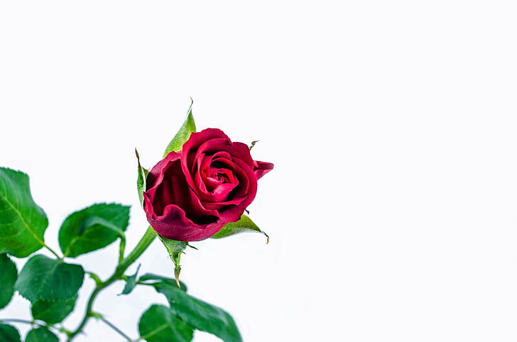 flower, rose, love, valentine' day, anniversary, gift, background