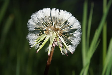 dandelion, natural, flowers, lawn, nature, plant, close-up