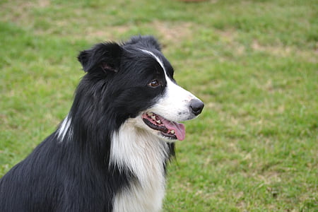 határ skót juhászkutya, kutya, PET, kutya portré, megfigyelése, figyelmes