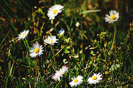 kukat, kukka, niitty, kesällä, Kamomilla, valkoinen, valkoiset kukat