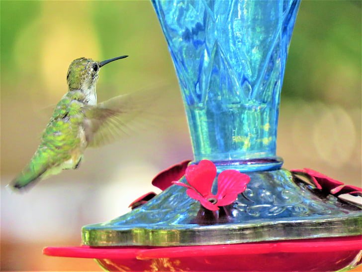 Humming bird, tijdens de vlucht, groen, blauw, rood, dieren in het wild, kolibrie