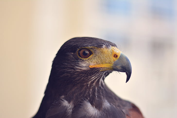 animal, fotografia d'animals, bec, ocell, close-up, Àguila, fauna