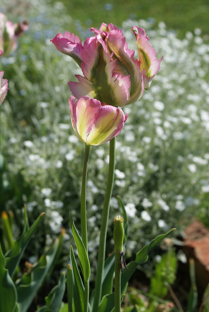 Tulipan, posebno, pomlad, cvet, narave, rastlin, roza cvet