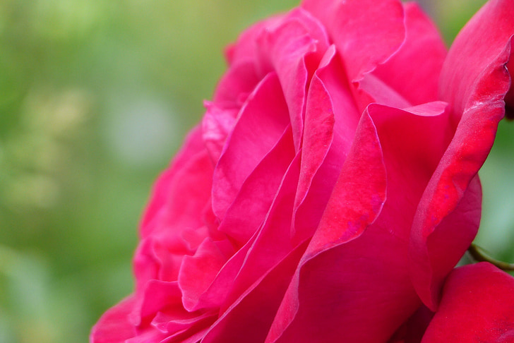 цветя, в началото на лятото, Япония, червен, Роза