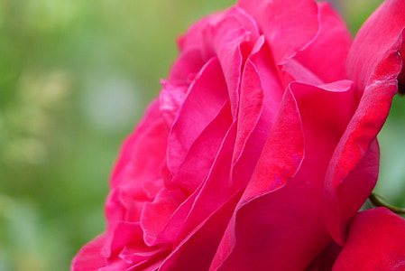 Цветы, в начале лета, Япония, красный, Роза