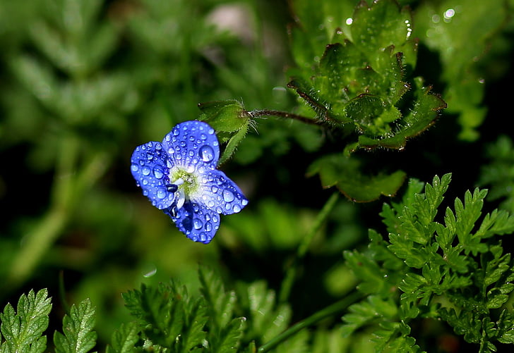 flower, blue, little, rain, splash, cornflower, nature
