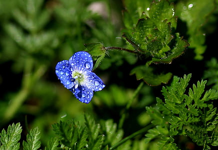 花, ブルー, 少し, 雨, スプラッシュ, コーンフラワー, 自然
