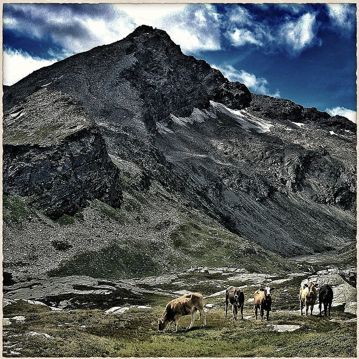 kalnai, kalnų, ūkio, karvių, Šveicarija, Gamta, gyvūnų