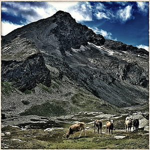 산, 산, 농장, 소, 스위스, 자연, 동물