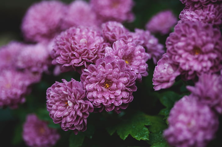 purple, broad, petaled, flower, lavender, bloom, blossom