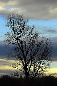 albero, cielo, blu, natura, autunno, Kahl, nuvole